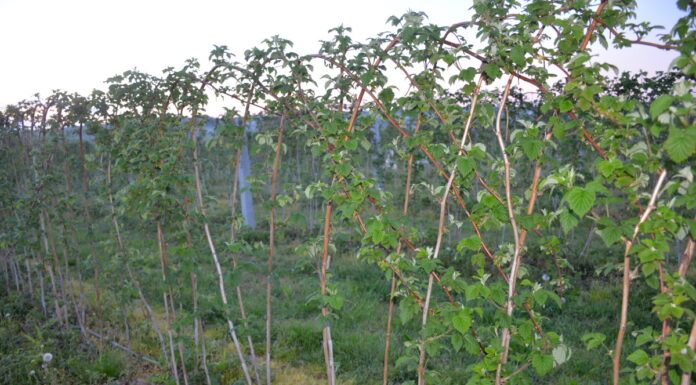 Lustrujemy plantacje malin i ustalamy ochronę Odmiana ‘Glen Ample’