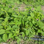 poematmalina_syngenta_