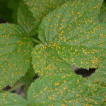 rdzamalina_syngenta_