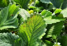 Nowy, opatentowany fungicyd do walki z chorobami grzybowymi i bakteryjnymi roślin z Futureco Bioscience