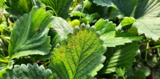 Nowy, opatentowany fungicyd do walki z chorobami grzybowymi i bakteryjnymi roślin z Futureco Bioscience