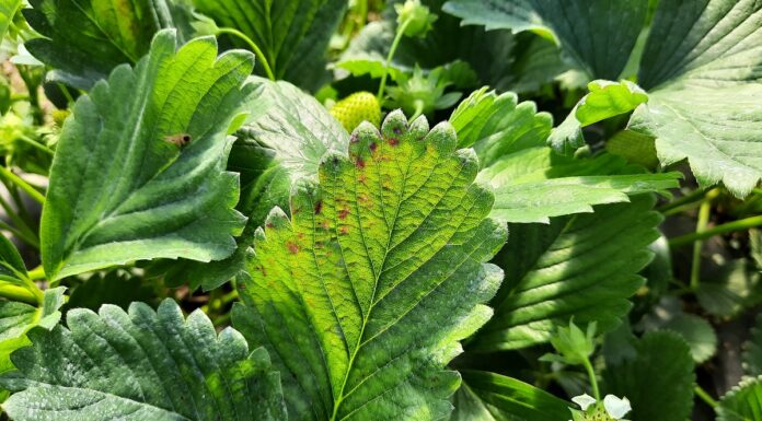 Nowy, opatentowany fungicyd do walki z chorobami grzybowymi i bakteryjnymi roślin z Futureco Bioscience