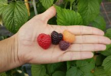 Nowe odmiany malin i jeżyn kolorowe maliny