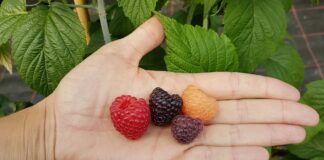 Nowe odmiany malin i jeżyn kolorowe maliny