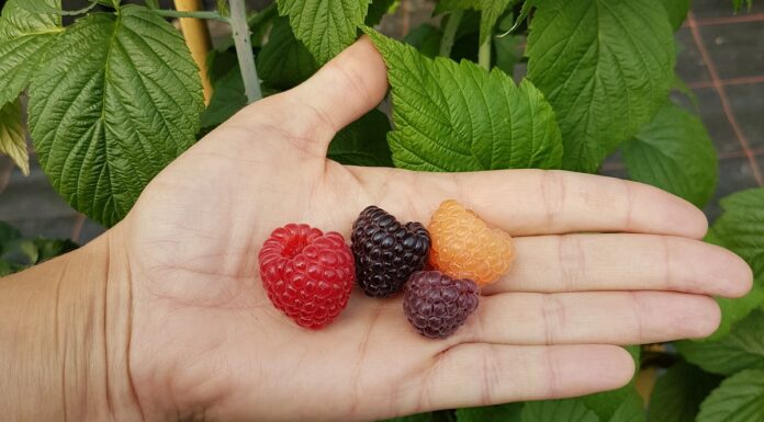 Nowe odmiany malin i jeżyn kolorowe maliny