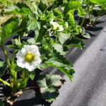 truskawka_20210511_101721
