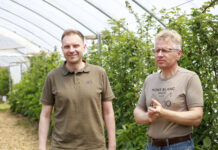 Maliny w tunelach. Odkażanie gleby lub uprawa w pojemnikach. FILM