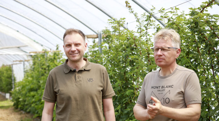 Maliny w tunelach. Odkażanie gleby lub uprawa w pojemnikach. FILM