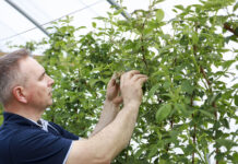 Dobra strategia ochrony malin przed szara pleśnią. FILM
