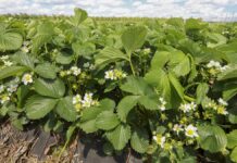 Truskawkowe Inspiracje w Karczmiskach. Truskawki w gruncie