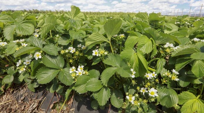 Truskawkowe Inspiracje w Karczmiskach. Truskawki w gruncie