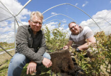 12-miesięczne borówki i 37 l korzeni. FILM