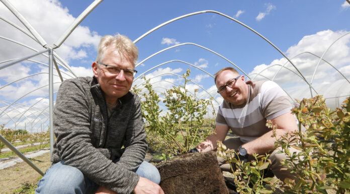 12-miesięczne borówki i 37 l korzeni. FILM