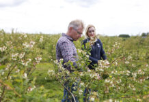 „Pokręcona pogoda” wpływa na wzrost borówki. Jak reagować?