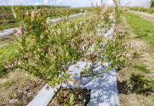 Prosty program biostymulacyjny dla borówki. FILM