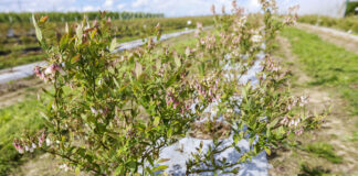 Prosty program biostymulacyjny dla borówki. FILM