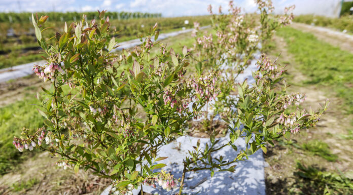 Prosty program biostymulacyjny dla borówki. FILM