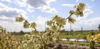 Ochrona borówki przed szarą pleśnią w okresie kwitnienia