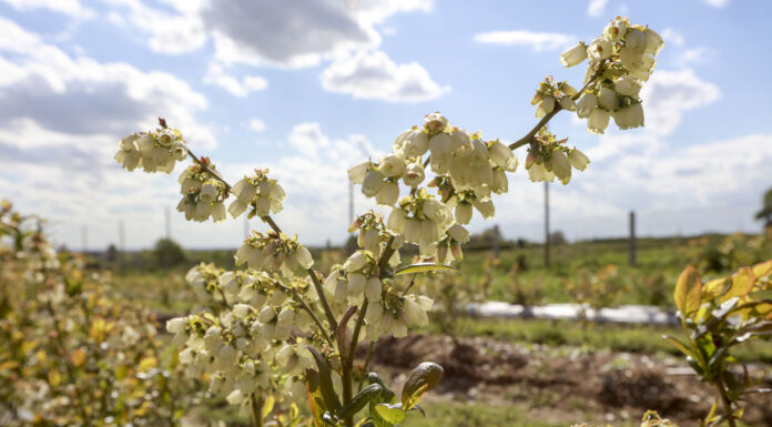 Ochrona borówki przed szarą pleśnią w okresie kwitnienia