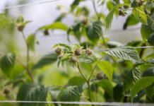 Ochrona i wzmocnienie malin tuż przed zbiorami malina