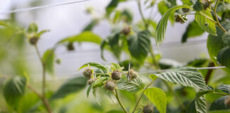 Ochrona i wzmocnienie malin tuż przed zbiorami malina