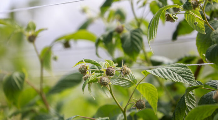 Ochrona i wzmocnienie malin tuż przed zbiorami malina