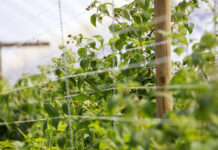 Ochrona i wzmocnienie malin tuż przed zbiorami