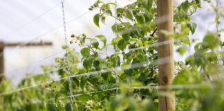 Ochrona i wzmocnienie malin tuż przed zbiorami