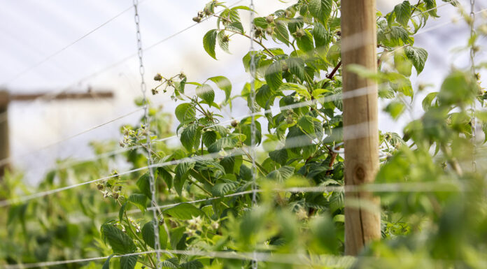 Ochrona i wzmocnienie malin tuż przed zbiorami