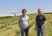 Prosty program fertygacyjny dla borówki