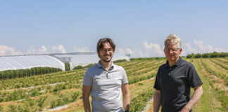 Prosty program fertygacyjny dla borówki