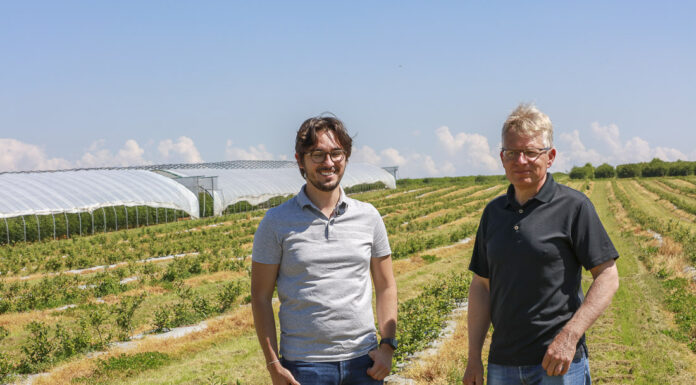 Prosty program fertygacyjny dla borówki