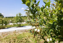Koniec kwitnienia borówki – rosną owoce