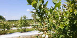 Koniec kwitnienia borówki – rosną owoce