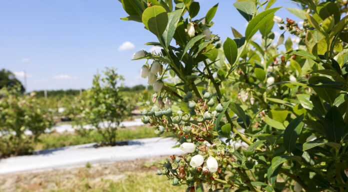 Koniec kwitnienia borówki – rosną owoce