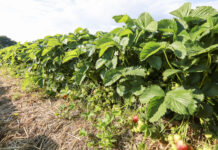 Jak utrzymać wielkość truskawek i poprawić smak?