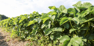 Jak utrzymać wielkość truskawek i poprawić smak?