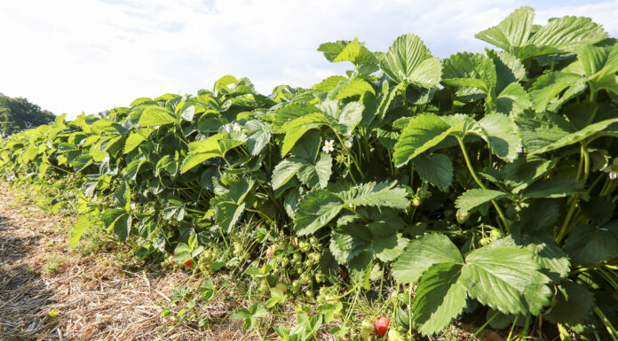 Jak utrzymać wielkość truskawek i poprawić smak?