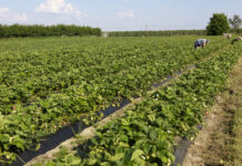 Jakość czy plon? Podsumowanie trzeciej części Akademii Uprawy Truskawek 2022