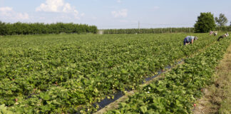 Jakość czy plon? Podsumowanie trzeciej części Akademii Uprawy Truskawek 2022