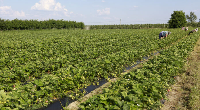 Jakość czy plon? Podsumowanie trzeciej części Akademii Uprawy Truskawek 2022