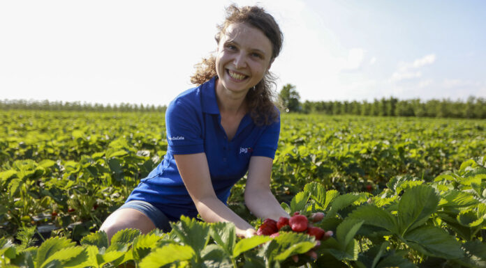 Wysyp truskawek w regionie warecko-grójeckim Magdalena Cieślak