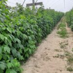 Bujy wzrost pędów=koieczność intensywnego nawożenia