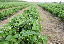 Stymulacja procesów kwitnienia owoców jagodowych w okresie niskich temperatur