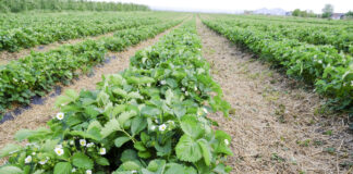 Stymulacja procesów kwitnienia owoców jagodowych w okresie niskich temperatur