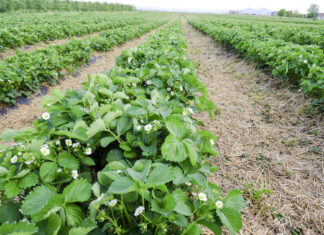 Stymulacja procesów kwitnienia owoców jagodowych w okresie niskich temperatur
