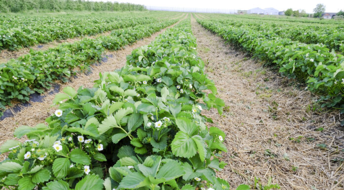 Stymulacja procesów kwitnienia owoców jagodowych w okresie niskich temperatur