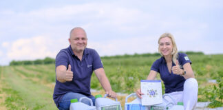 Jak pobudzić do wzrostu młodą plantację borówki?