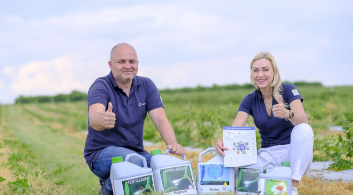 Jak pobudzić do wzrostu młodą plantację borówki?