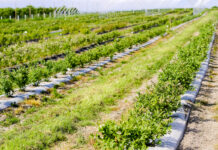 Pędraki w borówce. Nie dajmy się zaskoczyć! FILM